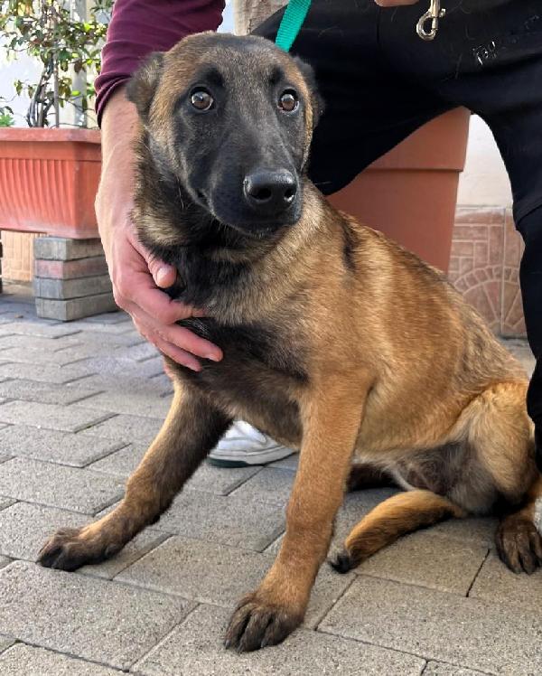 Shakira Cucciola Belga Malinois